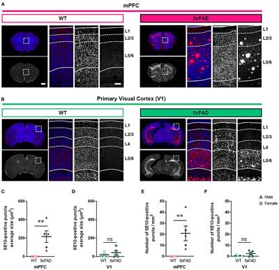 Selective Regional Loss of Cortical Synapses Lacking Presynaptic Mitochondria in the 5xFAD Mouse Model